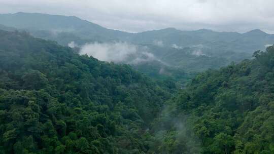 空中俯瞰浓密的青山，阴天有植被。台湾景观