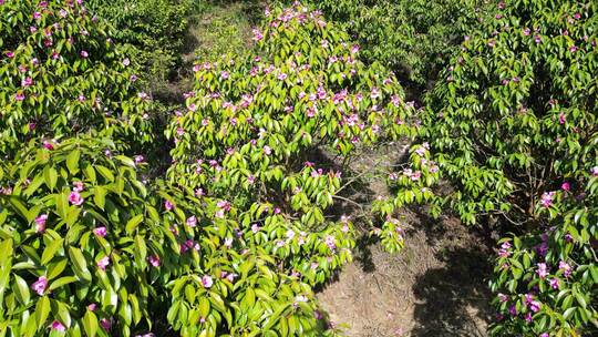 农业种植满山遍野野生山茶花盛开航拍