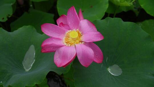 雨天荷花荷叶雨滴水珠景观