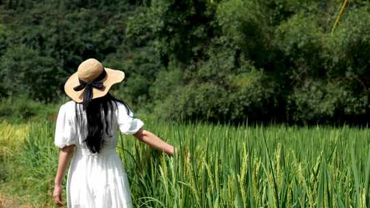 美女游走在水稻田中