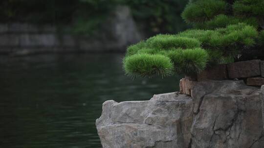 水中石头上面的树木