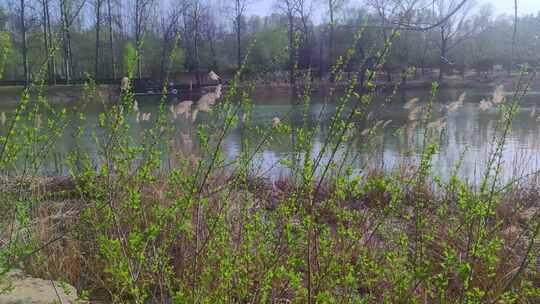 乡村河流春季风景