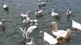 4K湖泊中的红嘴鸥鸭子戏水动物嬉戏实拍高清在线视频素材下载