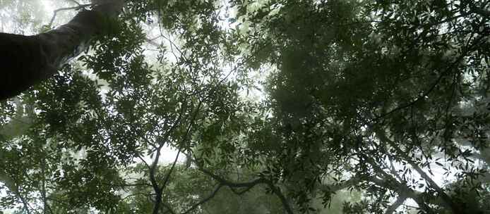 热带雨林雨林大气唯美