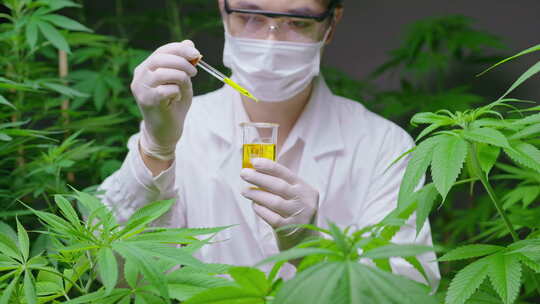 一名科学家正在检查和分析大麻实验