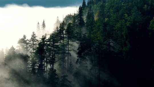 清晨雾气森林云雾山林绿色森林丁达尔光
