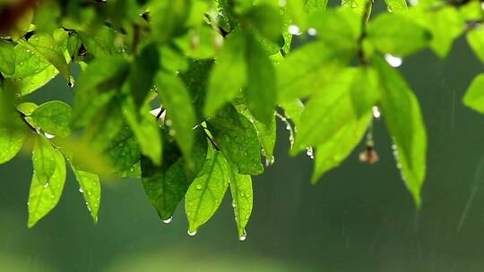 覆盖树叶的雨滴