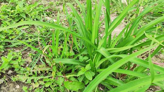 春天农村菜园花草树木蔬菜