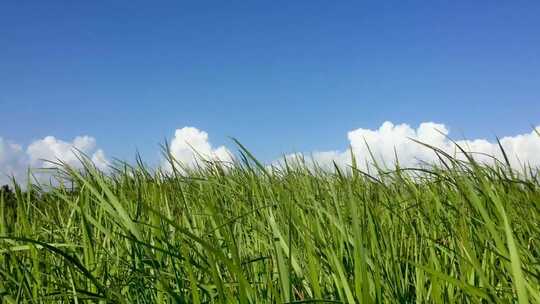 蓝天白云草地唯美小清新意境空镜头夏天