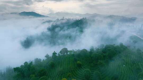 航拍云雾中的茶山