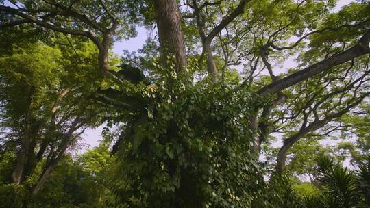 新加坡植物园视频素材模板下载
