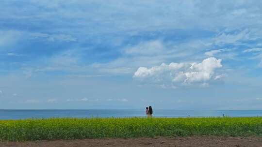 青海湖油菜花田航拍