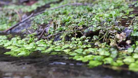 水面漂浮绿色植物特写