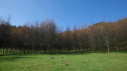 湖北恩施大山顶林区原始森林唯美风景