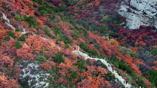 秋日红叶森林航拍满山红叶