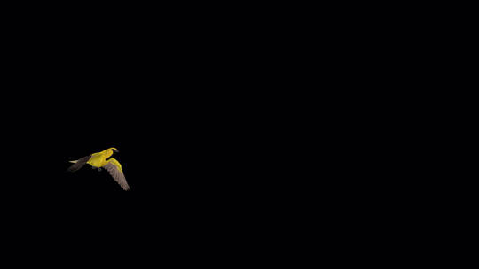 热带黄鹂鸟飞翔3D动画