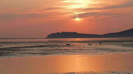 荣成天鹅湖，心系鸿鹄，感受自然