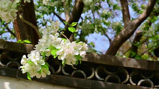 春天北海公园中式建筑前盛开的白色海棠花
