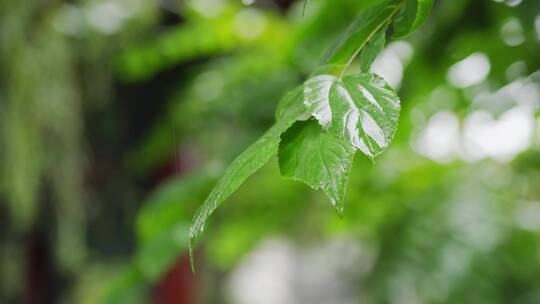 清新的雨景