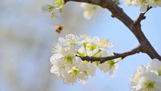 春天阳光下盛开的白色梨花蜜蜂采蜜