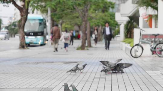 2K日本冲绳街头鸽子起飞慢速00001728