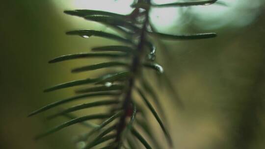 水滴在蕨类树上