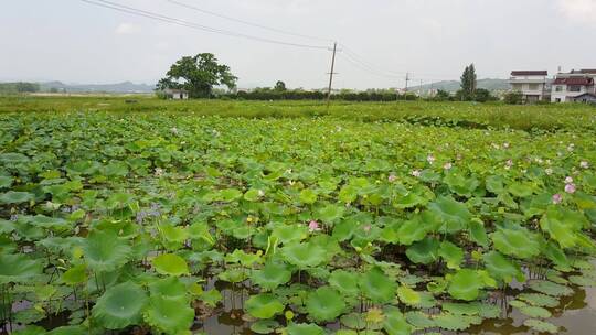 夏日池塘荷花