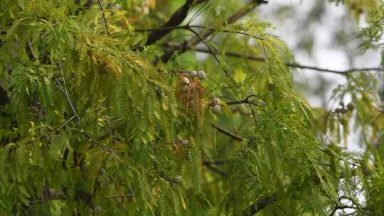 秋天白露节气水杉树上结满果实