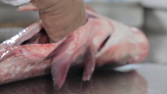 大鱼清理鱼内脏收拾鱼去除鱼内脏后厨师
