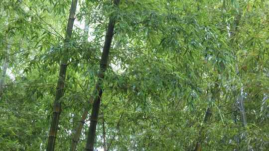 竹海竹叶沉浸式雨天滴水的竹林
