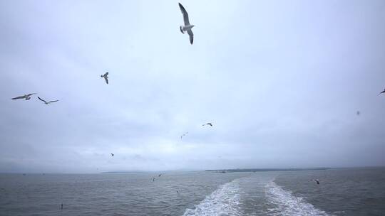 海鸥海鸟跟着行驶的轮船后海洋风光