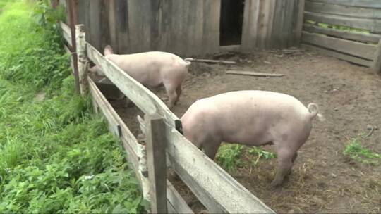 猪场里的两头猪视频素材模板下载