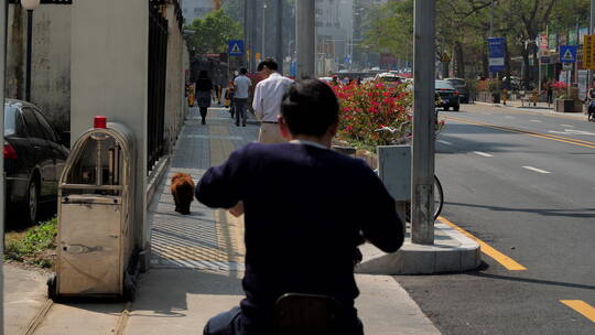 繁忙的都市马路边遛狗的老人