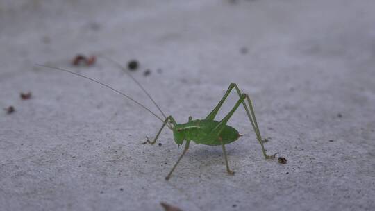 绿色小昆虫在地上吃东西视频素材模板下载