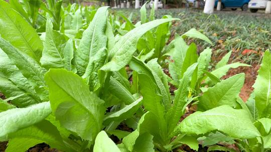 农家菜园子里种植的有机青菜