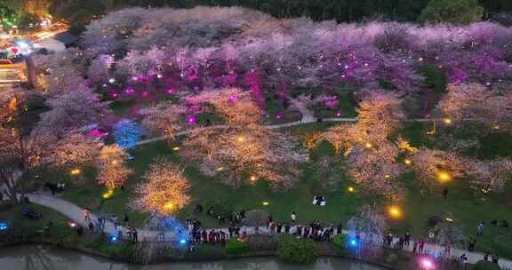 航拍武汉东湖樱花园夜景灯光秀樱花夜樱