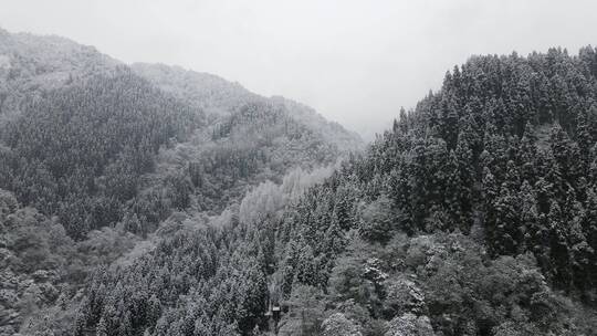 冬天森林雪景