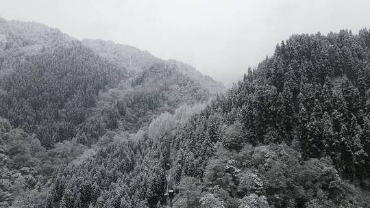 冬天森林雪景视频素材模板下载