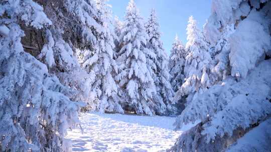 冬天雪松