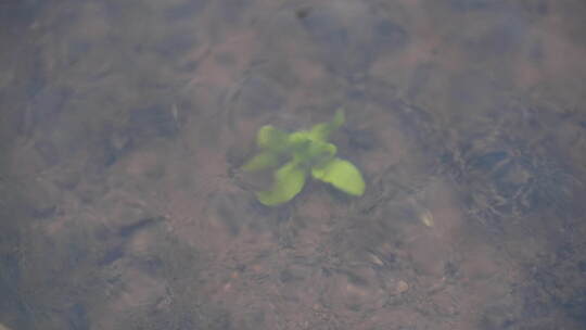 小溪 水中生物 小草 复苏 清澈水中的小草