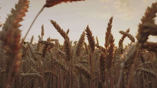 粮食三农谷物金色小麦丰收4k