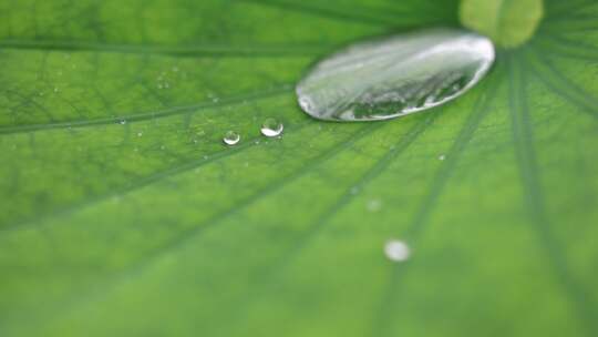 荷叶雨滴滑动特写