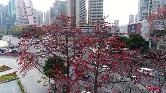 城市街道盛开的木棉花景观