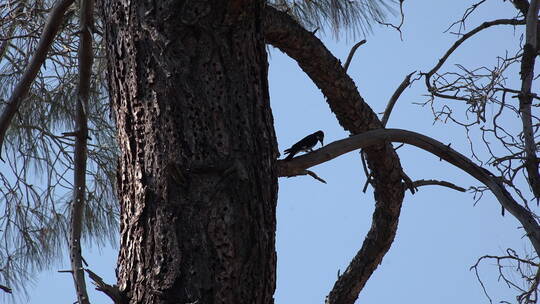 啄木鸟在松树上啄食