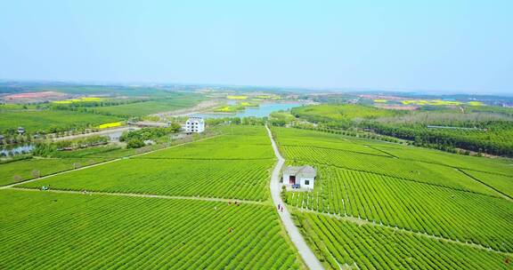 东方亚洲茶树种植园