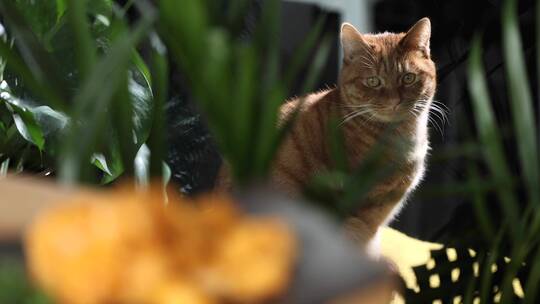 花盆后橘色宠物猫贴舌头