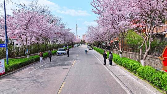 青岛春天樱花赏春