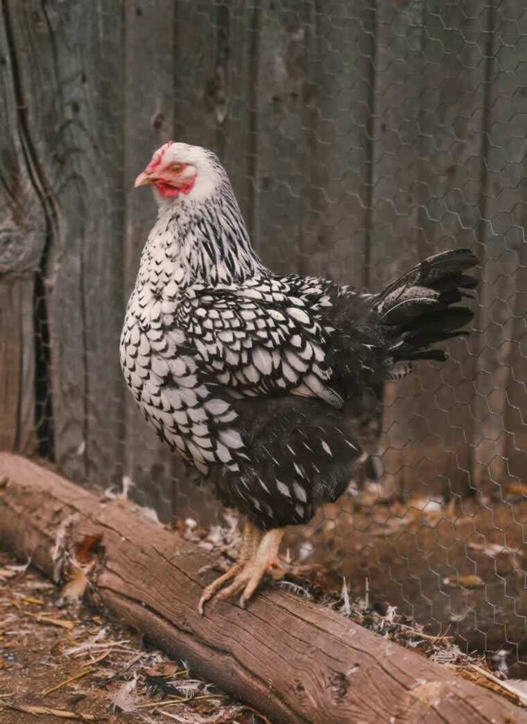 站在木头上的花色母鸡