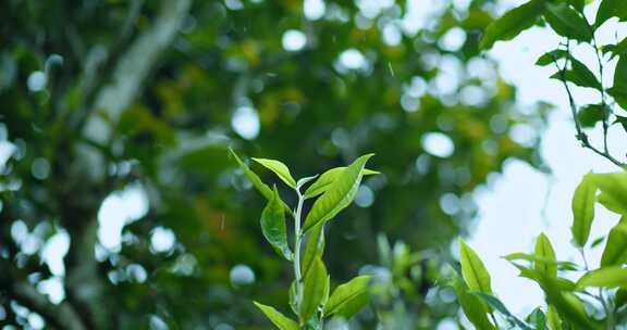 茶叶茶芽滴水茶树茶园自然生长空镜