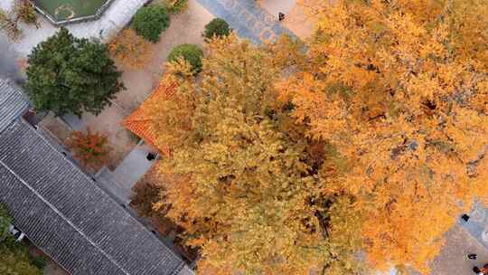 航拍平顶山文殊寺银杏